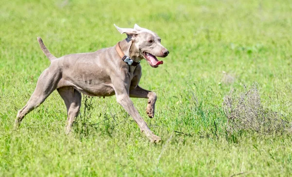 Hund Jakt Natur Grönt Fält Sommar — Stockfoto
