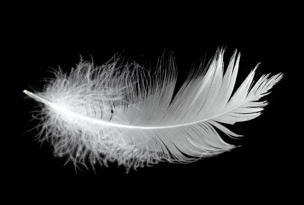 Λευκό Φτερό Κύκνου Μαύρο Φόντο Στον Αέρα Αφηρημένα Λευκά Φτερά — Φωτογραφία Αρχείου