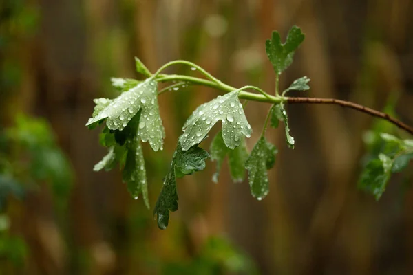 Gocce Pioggia Foglie Verdi — Foto Stock