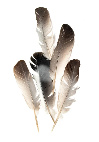 Feather Bird White Background — Stock Photo, Image