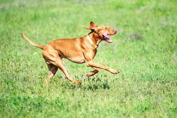 Der Jagende Rote Hund Läuft Auf Einem Grünen Gras Sommergrüne — Stockfoto