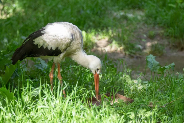 Yeşil Çim Bir Arka Planda Beyaz Leylek Kuş — Stok fotoğraf