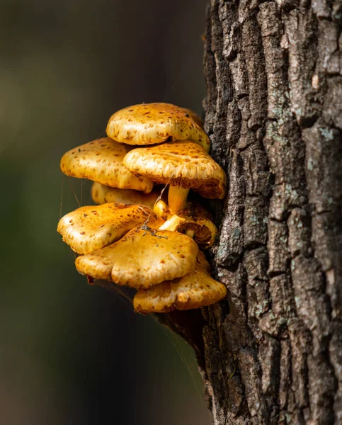 Paesaggio Autunnale Funghi Vecchio Ceppo — Foto Stock