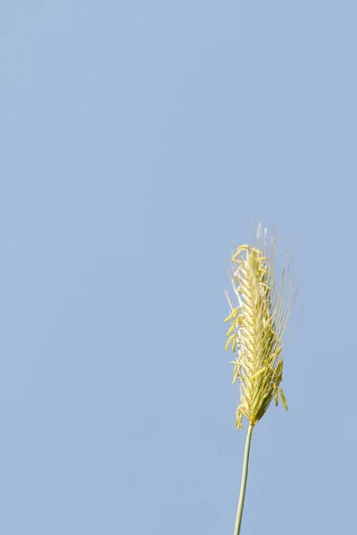 野麦在蓝天上的尖刺 — 图库照片