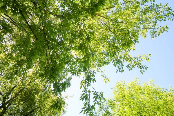 Gröna Blad Träd Visa Underifrån Mot Den Blå Himlen Våren — Stockfoto