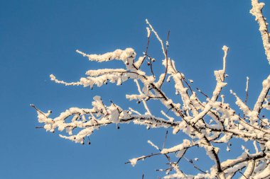 Gökyüzüne karşı donmuş ağaçlar. Soğuk bir günde kış ormanı manzarası. Ağaç dalları beyaz karla kaplı. Mavi gökyüzüne karla kaplı tepeler ve taçlar..
