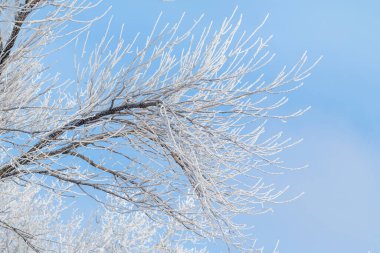 Kış ormanı, donmuş ağaç dalları, dallarda buzullar..