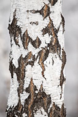 Kışın beyaz huş gövdesi, bulanık arka plan..