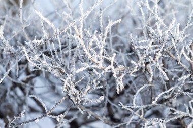 Kış ormanı, donmuş ağaç dalları, dallarda buzullar..