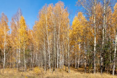 Sarı sonbahar parkı ormanı, doğa.