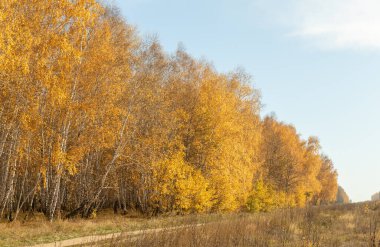 Sarı sonbahar parkı ormanı, doğa.