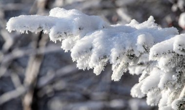 Gökyüzüne karşı donmuş çam ağaçları. Soğuk bir günde kış ormanı manzarası. Ağaç dalları beyaz karla kaplı. Ağaçların tepeleri ve taçları mavi gökyüzüne karşı karla kaplıdır..