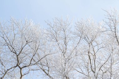 Kış ormanı, donmuş ağaç dalları, dallarda buzullar..