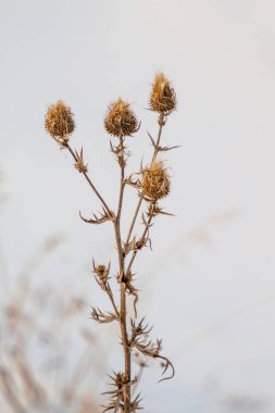 Bulanık bir arka planda kuru dikenli dulavrat, kış.