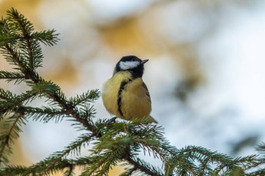 Büyük bir meme ağaç dalında oturur..