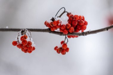 Beyaz arka planda kırmızı yaban mersini, kış.