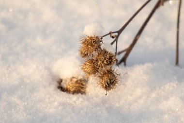 Bulanık bir arka planda kuru dikenli dulavrat, kış.
