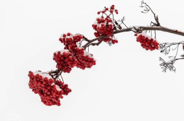 Beyaz arka planda kırmızı yaban mersini, kış.
