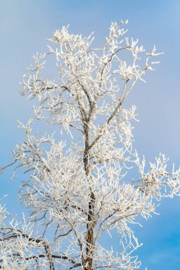 Kış ormanı, donmuş ağaç dalları, dallarda buzullar..