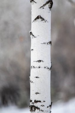 Kışın beyaz huş gövdesi, bulanık arka plan..