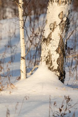 Ağaç gövdesi, ağaç kabuğu, doğa, arka plan dokusu.