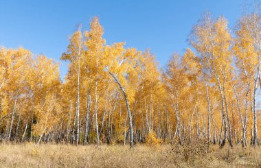 Sarı sonbahar parkı ormanı, doğa.