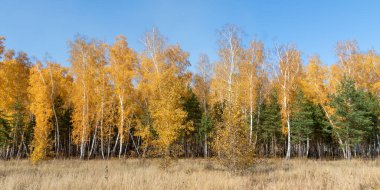 Sarı sonbahar parkı ormanı, doğa.