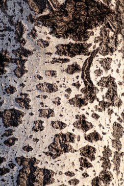 Ağaç gövdesi, ağaç kabuğu, doğa, arka plan dokusu.