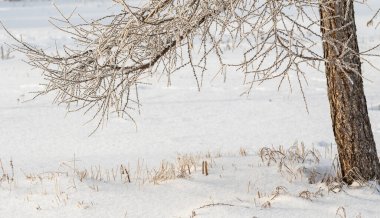 Kışın kardaki ağaç gövdesi, orman..