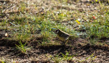 Büyük memeli bir kuş yemek ararken yerde oturur..