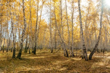 Sarı sonbahar parkı ormanı, doğa.