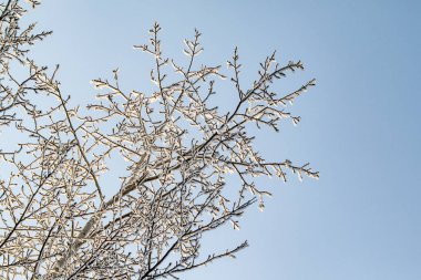 Gökyüzüne karşı donmuş ağaçlar. Soğuk bir günde kış ormanı manzarası. Ağaç dalları beyaz karla kaplı. Mavi gökyüzüne karla kaplı tepeler ve taçlar..