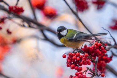 Büyük bir meme ağaç dalında oturur..