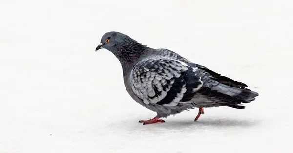 Pigeon Oiseau Sur Neige Blanche Nature Hivernale — Photo