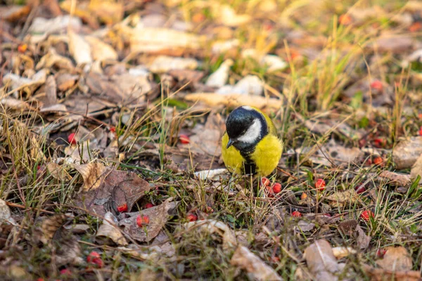 Grande Pássaro Tit Senta Chão Busca Comida — Fotografia de Stock