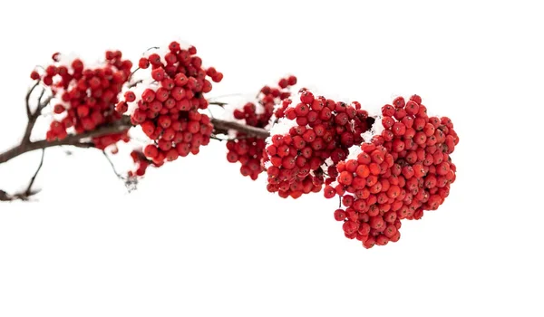 Ягоди Червоної Суниці Білому Тлі Зима — стокове фото