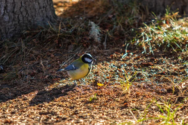 Great Tit Bird Sits Ground Search Food — Stock Photo, Image