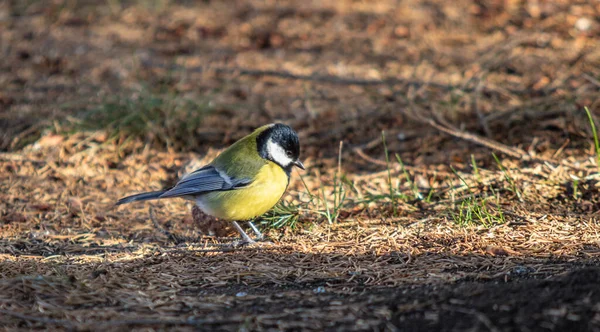 Grande Pássaro Tit Senta Chão Busca Comida — Fotografia de Stock