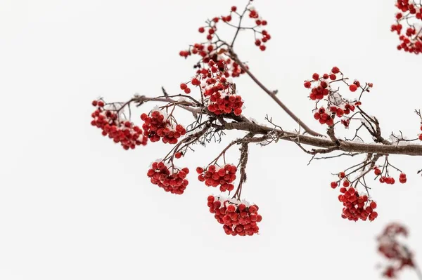 Rote Vogelbeeren Auf Weißem Hintergrund Winter — Stockfoto