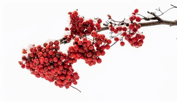 Красные Рябины Белом Фоне Зима — стоковое фото
