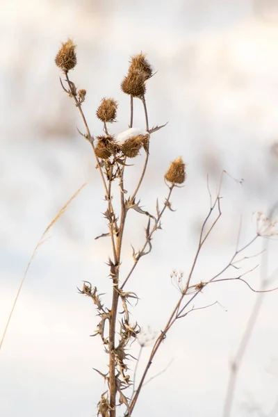 Trockene Dornige Klette Auf Verschwommenem Hintergrund Winter — Stockfoto