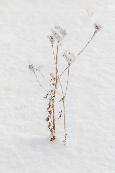 Torrt Gräs Vintern Snön — Stockfoto