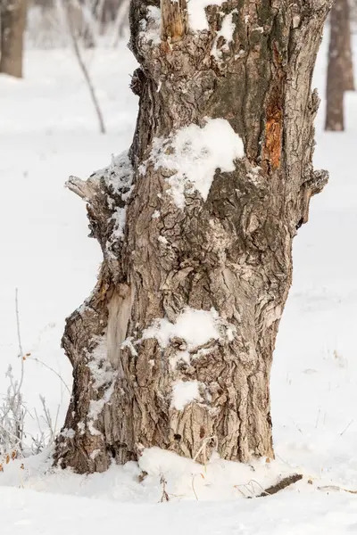 Tronc Arbre Dans Neige Hiver Forêt — Photo