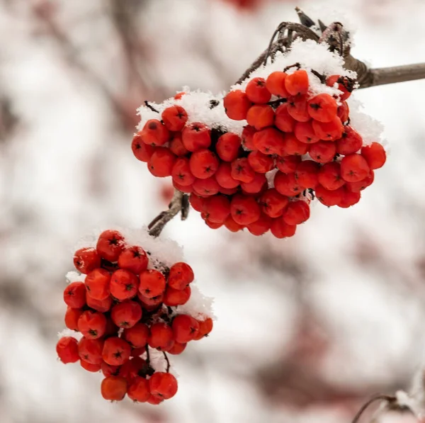 Red Rowan Berries White Background Winter — Stock Photo, Image