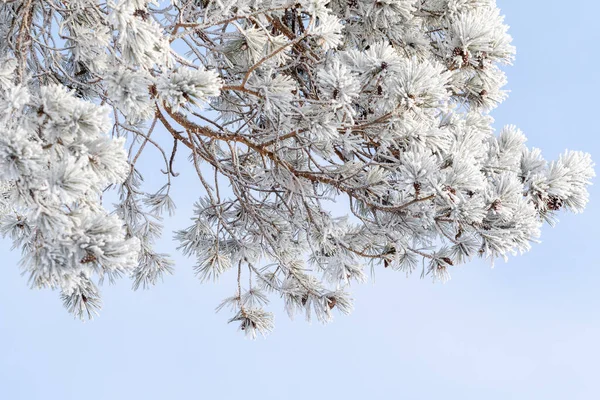冬の森 凍った木の枝 枝の霜 — ストック写真
