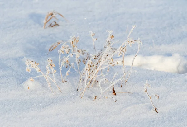 雪の下で冬の乾いた草 — ストック写真