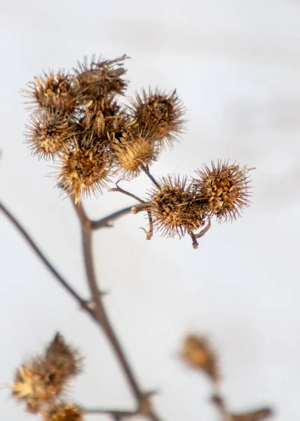 Torr Taggig Kardborre Suddig Bakgrund Vinter — Stockfoto