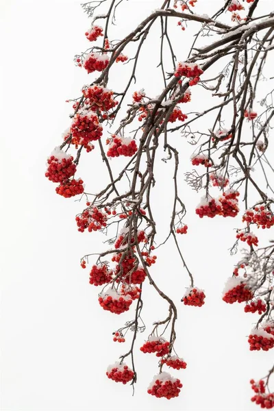 Bayas Rowan Rojo Sobre Fondo Blanco Invierno —  Fotos de Stock