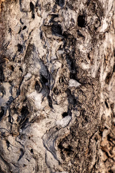 Pień Drzewa Kora Natura Tekstura Tła — Zdjęcie stockowe