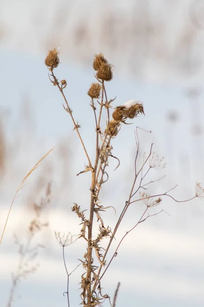 Trockene Dornige Klette Auf Verschwommenem Hintergrund Winter — Stockfoto